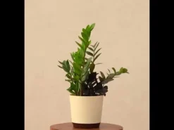Zamia Green and Zamia Black Plant Bouquet