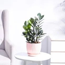 Zamia ZZ Black Plant