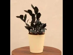 Zamia ZZ Black Plant