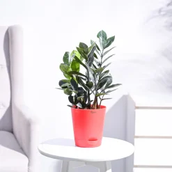 Zamia ZZ Black Plant