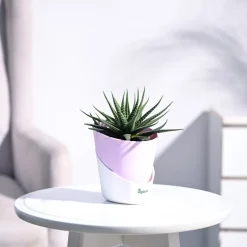 Zebra Haworthia Plant