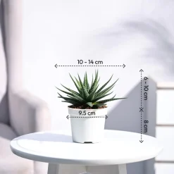 Zebra Haworthia Plant