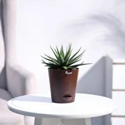 Zebra Haworthia Plant