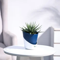 Zebra Haworthia Plant