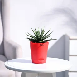 Zebra Haworthia Plant