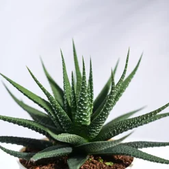 Zebra Haworthia Plant