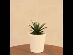 Zebra Haworthia Plant