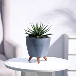 Zebra Haworthia Plant