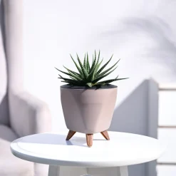 Zebra Haworthia Plant