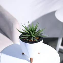 Zebra Haworthia Plant