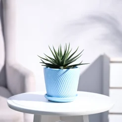 Zebra Haworthia Plant