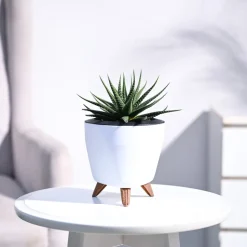 Zebra Haworthia Plant