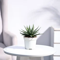 Zebra Haworthia Plant