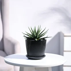 Zebra Haworthia Plant