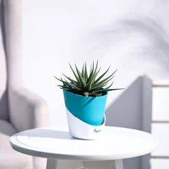 Zebra Haworthia Plant