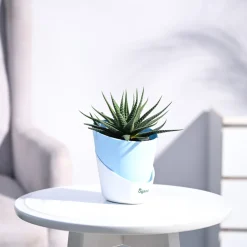 Zebra Haworthia Plant