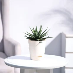 Zebra Haworthia Plant