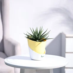 Zebra Haworthia Plant