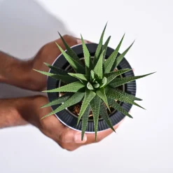 Zebra Haworthia Plant