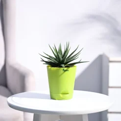 Zebra Haworthia Plant