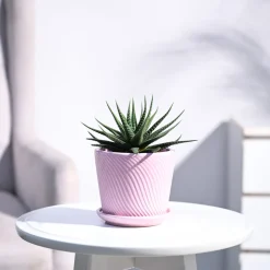 Zebra Haworthia Plant