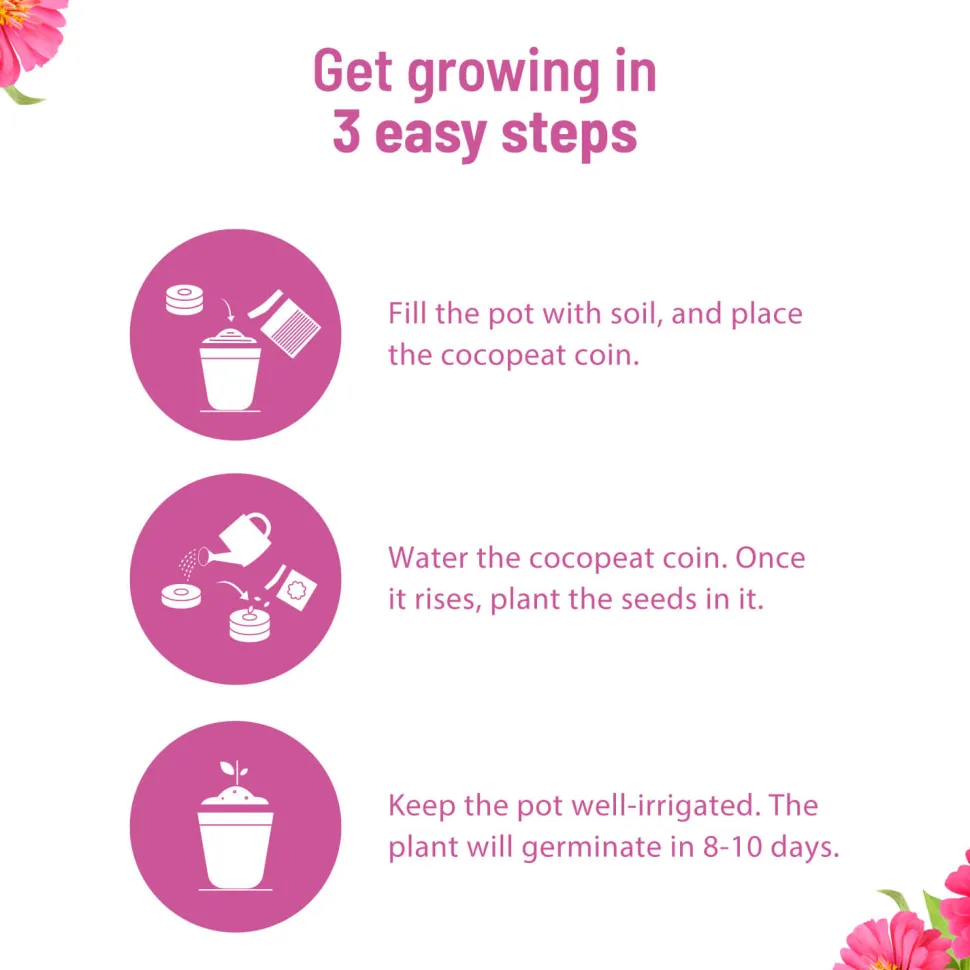 Zinnia Grow Kit