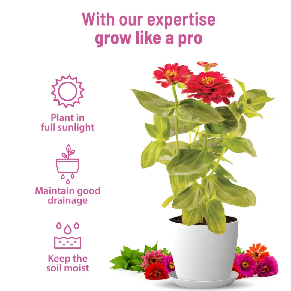 Zinnia Grow Kit