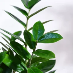 ZZ Plant