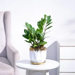 ZZ Plant