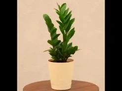 ZZ Plant