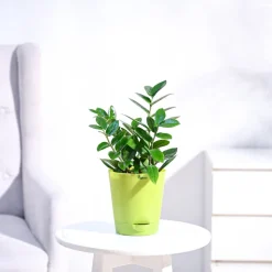 ZZ Plant