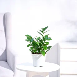 ZZ Plant