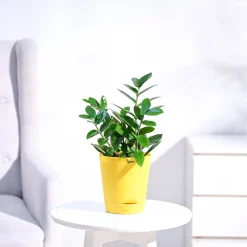 ZZ Plant
