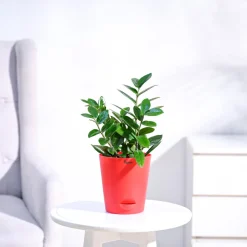 ZZ Plant