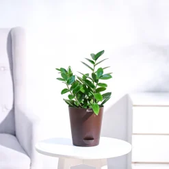 ZZ Plant
