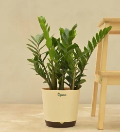 ZZ Plant