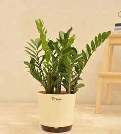 ZZ Plant