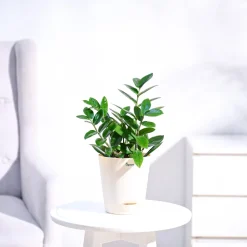 ZZ Plant