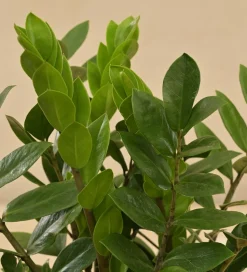 ZZ Plant