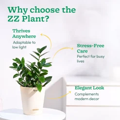 ZZ Plant