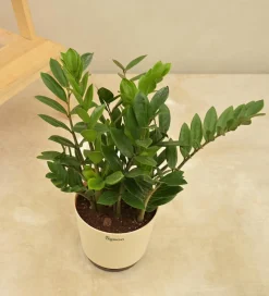 ZZ Plant