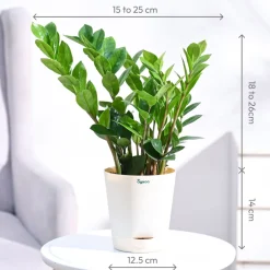 ZZ Plant