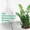ZZ Plant - XL