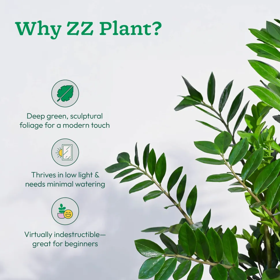 ZZ Plant - XL