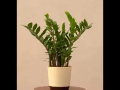 ZZ Plant - XL