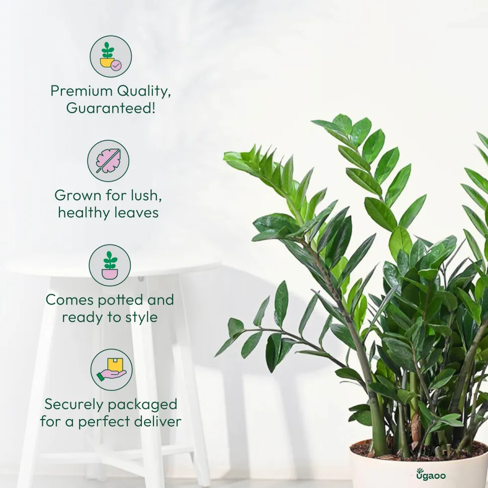 ZZ Plant - XL