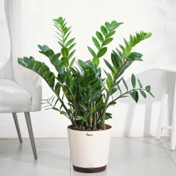 ZZ Plant - XL
