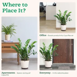 ZZ Plant - XL