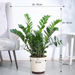 ZZ Plant - XL