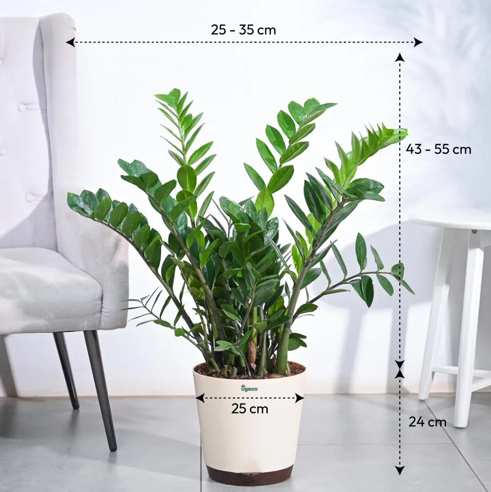 ZZ Plant - XL
